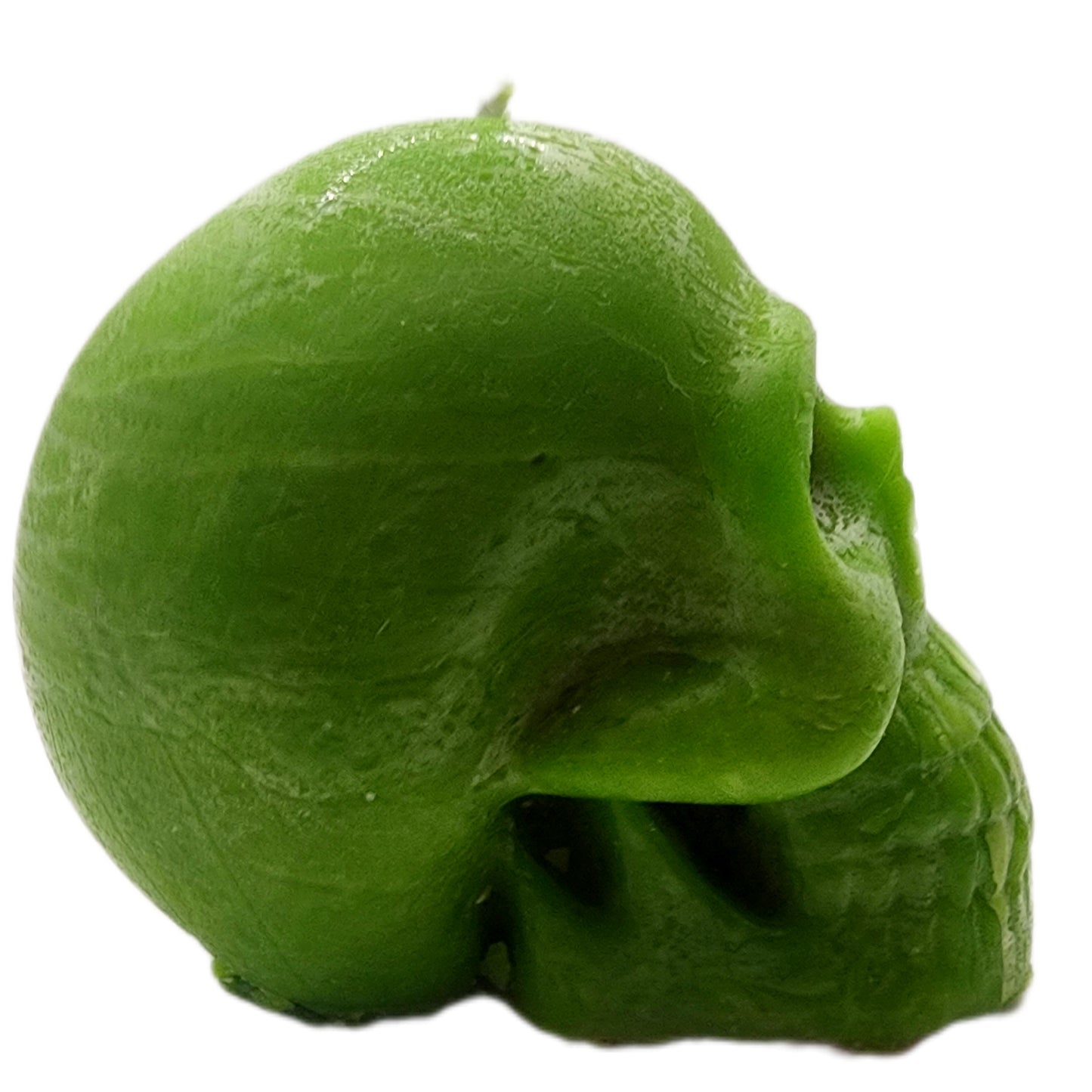 Male skull (Paraffin)