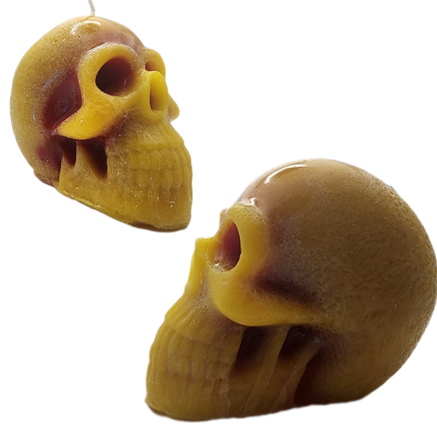 Male Skull (paraffin)