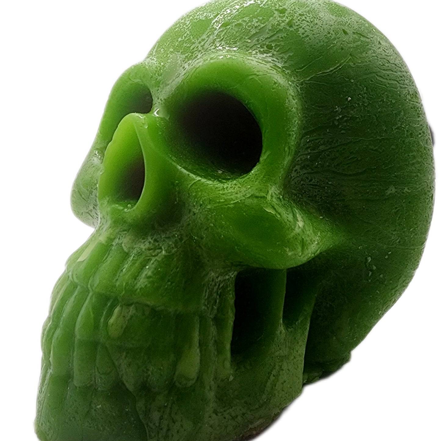 Male skull (Paraffin)
